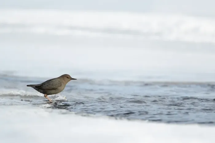Framed Print : American Dipper (Cinclus mexicanus) adult, standing on ice beside narrow free-flowing stretch of stream Framed Print : American Dipper (Cinclus mexicanus) adult, standing on ice beside narrow free-flowing stretch of stream