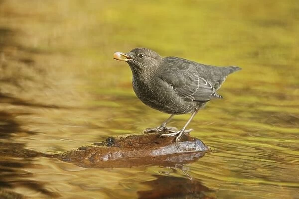 American Dipper (Cinclus mexicanus) immature, feeding on salmon egg, standing on stone in river of temperate coastal