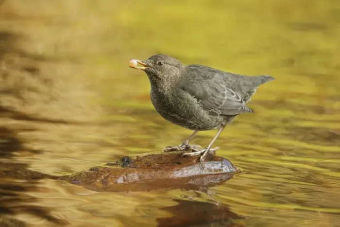 Framed Print : American Dipper (Cinclus mexicanus) immature, feeding on salmon egg, standing on stone in river of temperate coastal Framed Print : American Dipper (Cinclus mexicanus) immature, feeding on salmon egg, standing on stone in river of temperate coastal