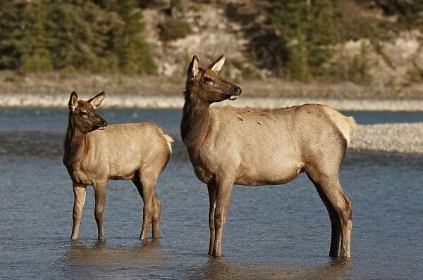 American Elk (Cervus canadensis) adul female with young, standing in river, Jasper N. P