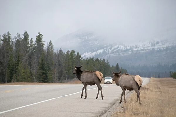 American Elk (Cervus canadensis) two adult females, walking onto road with approaching vehicle, Jasper N. P