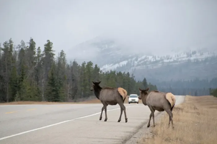 Framed Print : American Elk (Cervus canadensis) two adult females, walking onto road with approaching vehicle, Jasper N. P Framed Print : American Elk (Cervus canadensis) two adult females, walking onto road with approaching vehicle, Jasper N. P