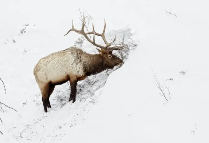 Framed Print : American Elk (Cervus canadensis) adult male, feeding in area cleared of snow, Yellowstone N. P. Wyoming, U. S. A. february Framed Print : American Elk (Cervus canadensis) adult male, feeding in area cleared of snow, Yellowstone N. P. Wyoming, U. S. A. february