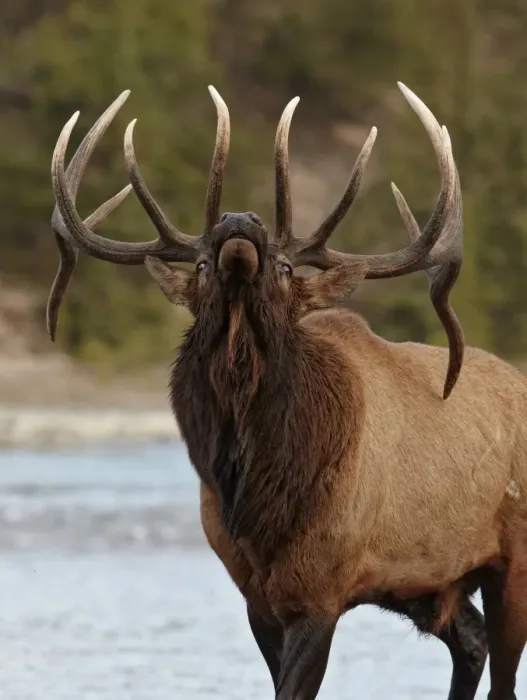 Framed Print : American Elk (Cervus canadensis) adult male, bugling beside river during rut, Jasper N. P. Rocky Mountains, Alberta, Canada, september Framed Print : American Elk (Cervus canadensis) adult male, bugling beside river during rut, Jasper N. P. Rocky Mountains, Alberta, Canada, september