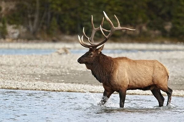 American Elk (Cervus canadensis) adult male, crossing river during rut, Jasper N. P