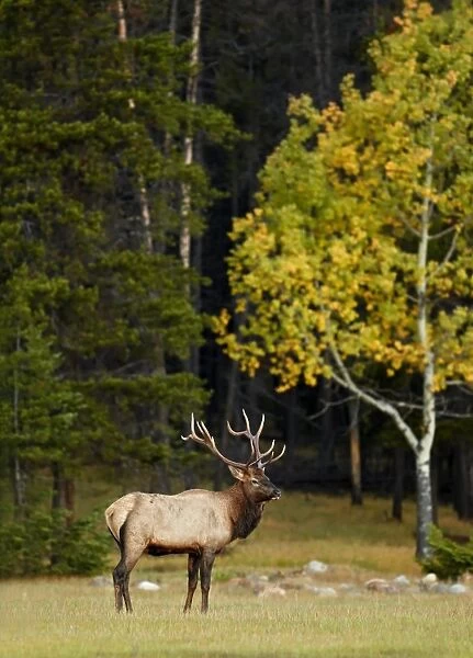 American Elk (Cervus canadensis) adult male, standing at edge of forest habitat during rut, Jasper N. P