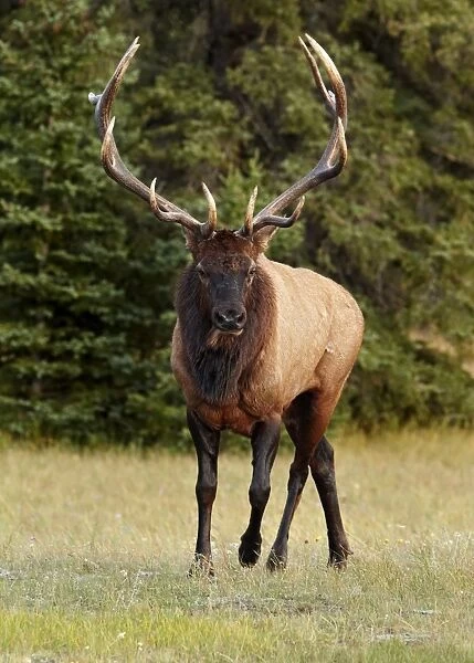 American Elk (Cervus canadensis) adult male, walking during rut, Jasper N. P