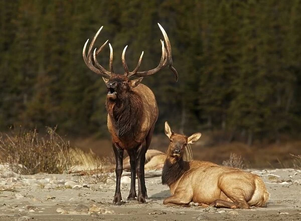American Elk (Cervus canadensis) adult male, calling, standing beside female in harem during rut, Jasper N. P
