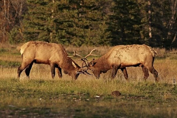 American Elk (Cervus canadensis) two adult males, fighting during rut, Jasper N. P