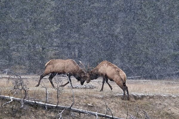 American Elk (Cervus canadensis) two adult males, fighting during snowfall, Jasper N. P. Alberta, Canada, october
