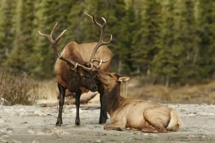 Framed Print : American Elk (Cervus canadensis) adult pair, during rut, Jasper N. P. Rocky Mountains, Alberta, Canada, september Framed Print : American Elk (Cervus canadensis) adult pair, during rut, Jasper N. P. Rocky Mountains, Alberta, Canada, september