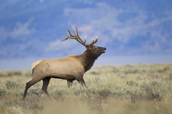 American Elk (Cervus canadensis nelsoni) adult male, running over sagebrush moorland, Grand Teton N. P. Wyoming, U. S. A