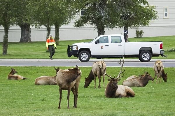 American Elk (Cervus canadensis nelsoni) adult male and females, herd resting on grass in town, during rutting season
