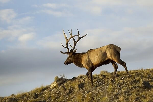 American Elk (Cervus canadensis nelsoni) adult male, walking on slope, during rutting season, Yellowstone N. P