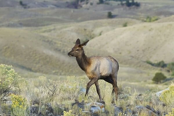 American Elk (Cervus canadensis nelsoni) young female, walking in habitat, Yellowstone N. P. Wyoming, U. S. A. September