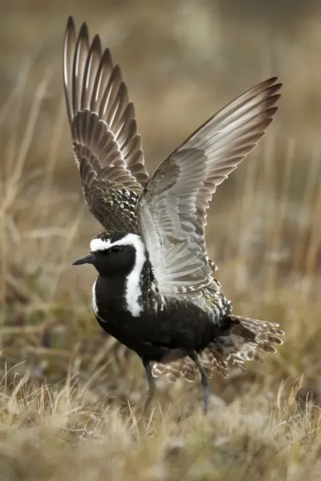Framed Print : American Golden Plover (Pluvialis dominica) adult male, breeding plumage, performing broken wing distraction display