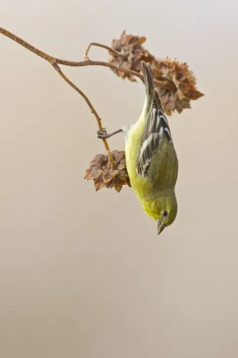 Framed Print : American Goldfinch (Carduelis tristis) adult female, feeding on seeds from seedhead, Bosque del Apache National Wildlife Refuge, New Mexico, U. S. A. december