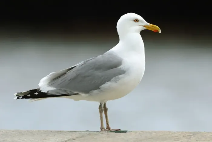 Framed Print : American Herring Gull (Larus smithsonianus) adult, summer plumage, standing, Ellis Island, New York City, New York State, U. S. A. april