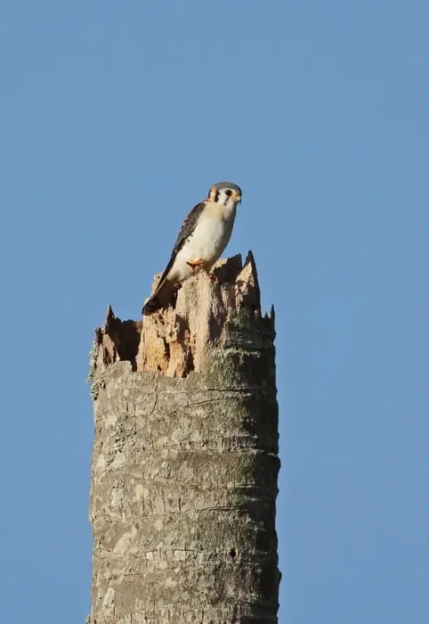 Framed Print : American Kestrel (Falco sparverius) adult male, perched on palm snag, Marshalls Pen, Jamaica, December Framed Print : American Kestrel (Falco sparverius) adult male, perched on palm snag, Marshalls Pen, Jamaica, December