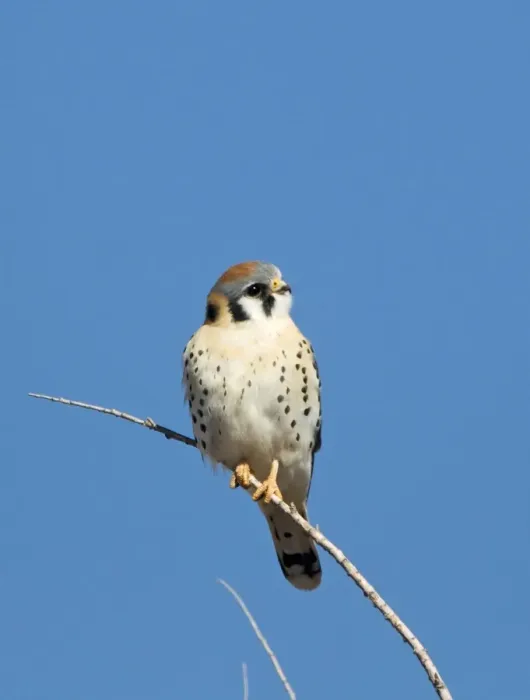 Framed Print : American Kestrel (Falco sparverius) adult male, perched on twig, Bosque del Apache National Wildlife Refuge, New Mexico, U. S. A. january Framed Print : American Kestrel (Falco sparverius) adult male, perched on twig, Bosque del Apache National Wildlife Refuge, New Mexico, U. S. A. january