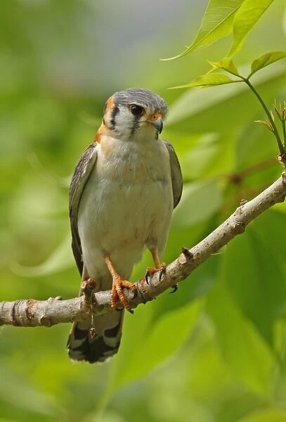 American Kestrel (Falco sparverius) adult male, perched on branch, Hope Gardens, Jamaica, march