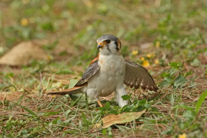 Framed Print : American Kestrel (Falco sparverius) adult male, snatching prey on ground, Hope Gardens, Jamaica, april Framed Print : American Kestrel (Falco sparverius) adult male, snatching prey on ground, Hope Gardens, Jamaica, april