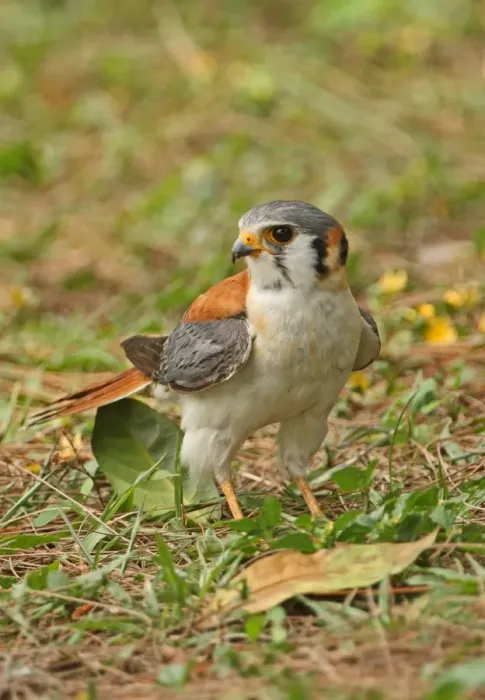 Framed Print : American Kestrel (Falco sparverius) adult male, standing on ground, Hope Gardens, Jamaica, april Framed Print : American Kestrel (Falco sparverius) adult male, standing on ground, Hope Gardens, Jamaica, april