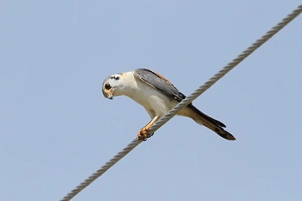 American Kestrel (Falco sparverius) adult male, perched on overhead wire, Zapata Peninsula, Matanzas Province, Cuba