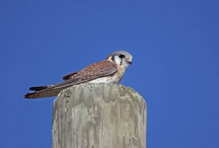 Framed Print : American Kestrel (Falco sparverius dominicensis) adult female, perched on post, Bahoruco Mountains N. P Framed Print : American Kestrel (Falco sparverius dominicensis) adult female, perched on post, Bahoruco Mountains N. P