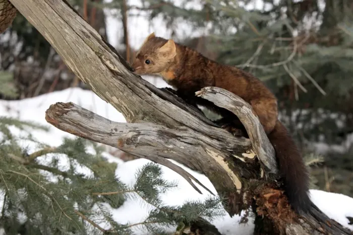 Framed Print : American Marten (Martes americana) adult, foraging on branch in snow, Montana, U. S. A. winter (captive) Framed Print : American Marten (Martes americana) adult, foraging on branch in snow, Montana, U. S. A. winter (captive)