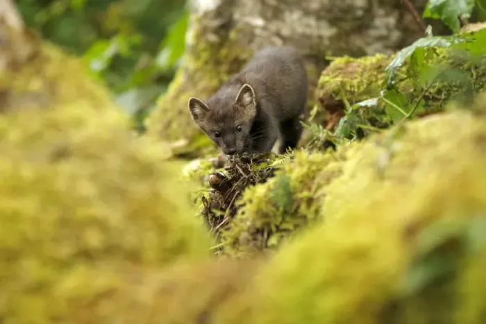 Framed Print : American Marten (Martes americana) adult, standing amongst logs in temperate coastal rainforest, Great Bear Rainforest Framed Print : American Marten (Martes americana) adult, standing amongst logs in temperate coastal rainforest, Great Bear Rainforest