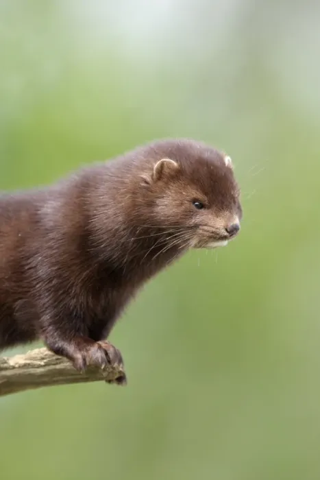 Framed Print : American Mink (Mustela vison) introduced species, adult, standing on branch, close-up of head and neck, Sussex, England, spring Framed Print : American Mink (Mustela vison) introduced species, adult, standing on branch, close-up of head and neck, Sussex, England, spring