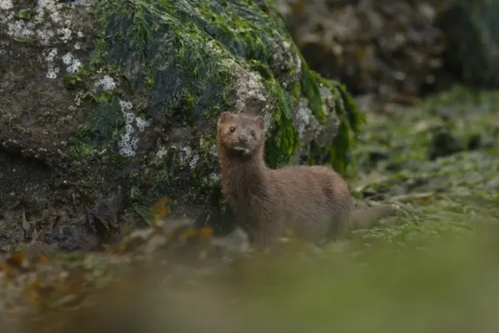 Framed Print : American Mink (Neovison vison) adult, standing on shoreline, Strait of Georgia, Gulf Islands, British Columbia, Canada