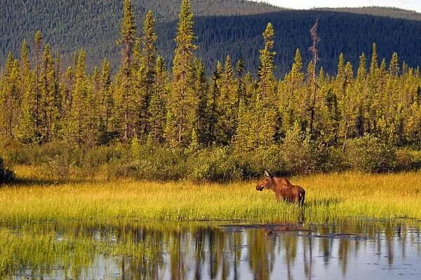 American Moose (Alces alces americana) adult female, standing in pond beside coniferous forest habitat, Alaska, U. S. A