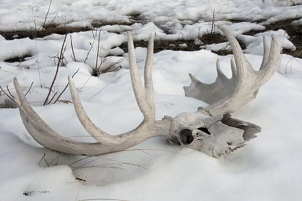 American Moose (Alces alces americana) skull and antlers on melting snow, Yukon, Canada, april