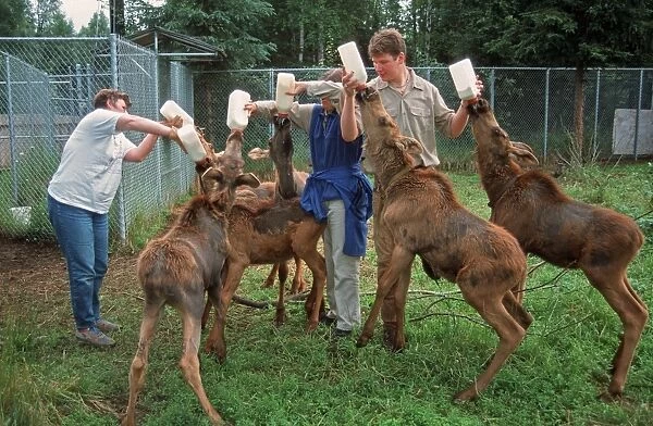 American Moose (Alces alces americana) six calves, feeding, being bottle fed milk by zookeepers, Alaska Zoo, Alaska, U. S. A