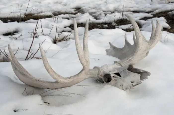 Framed Print : American Moose (Alces alces americana) skull and antlers on melting snow, Yukon, Canada, april Framed Print : American Moose (Alces alces americana) skull and antlers on melting snow, Yukon, Canada, april
