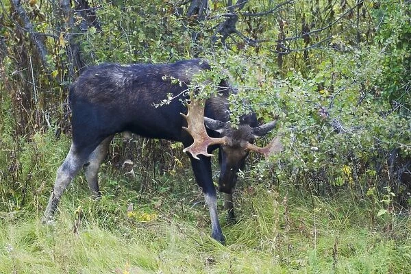 American Moose (Alces alces shirasi) adult male, thrashing branches with antlers, during rutting season