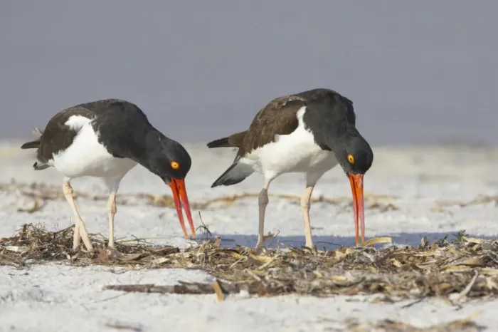 Framed Print : American Oystercatcher (Haematopus palliatus) adult pair, displaying on beach, Fort de Soto, Florida, U. S. A Framed Print : American Oystercatcher (Haematopus palliatus) adult pair, displaying on beach, Fort de Soto, Florida, U. S. A