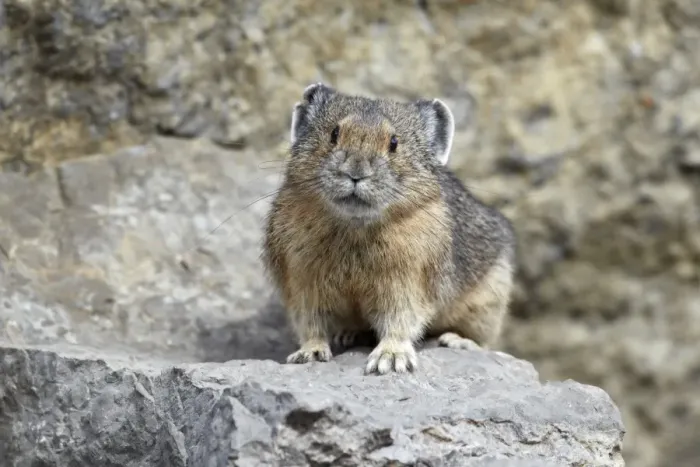 Framed Print : American Pika (Ochotona princeps) adult, standing on rock, Jasper N. P. Rocky Mountains, Alberta, Canada, september Framed Print : American Pika (Ochotona princeps) adult, standing on rock, Jasper N. P. Rocky Mountains, Alberta, Canada, september