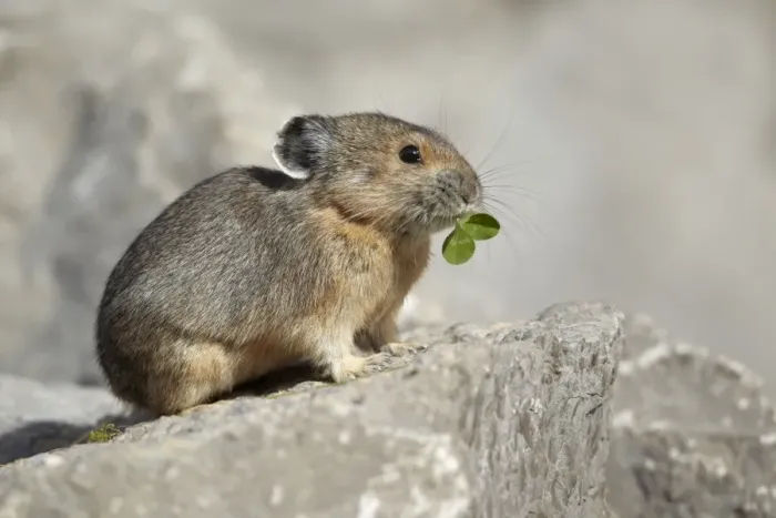 Framed Print : American Pika (Ochotona princeps) adult, feeding on clover leaves, standing on rock, Jasper N. P. Alberta, Canada Framed Print : American Pika (Ochotona princeps) adult, feeding on clover leaves, standing on rock, Jasper N. P. Alberta, Canada