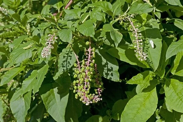 American pokeweed, Phytolacca americana, an invasive species of plant used originally for dye
