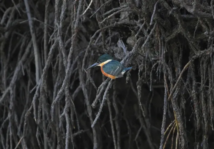 Framed Print : American Pygmy Kingfisher (Chloroceryle aenea) adult male, perched on mangrove roots, Costa Rica, february Framed Print : American Pygmy Kingfisher (Chloroceryle aenea) adult male, perched on mangrove roots, Costa Rica, february
