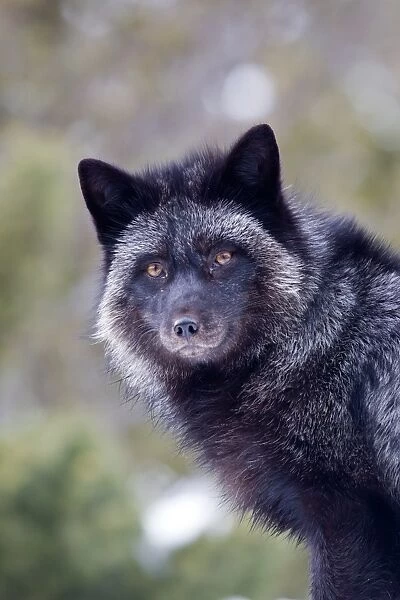 American Red Fox (Vulpes vulpes fulva) Silver Fox colour phase, close-up of head, Montana, U. S. A, january (captive)