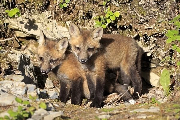 American Red Fox (Vulpes vulpes fulva) two ten-weeks old cubs, at den entrance, Montana, U. S. A. june (captive)
