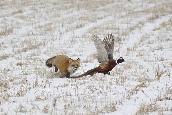 American Red Fox (Vulpes vulpes fulva) adult female, running in snow covered field chasing flying Common Pheasant