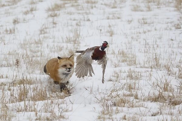American Red Fox (Vulpes vulpes fulva) adult female, running in snow covered field chasing Common Pheasant
