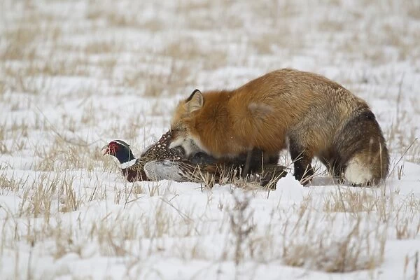 American Red Fox (Vulpes vulpes fulva) adult female, standing in snow covered field capturing Common Pheasant