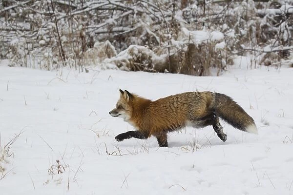 American Red Fox (Vulpes vulpes fulva) adult female, running on snow, Minnesota, U. S. A. January (captive)