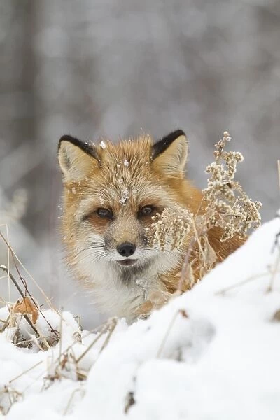 American Red Fox (Vulpes vulpes fulva) adult female, looking over snow covered hillock, Minnesota, U. S. A